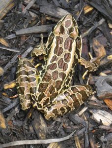 Pickerel Frog - John Parsons