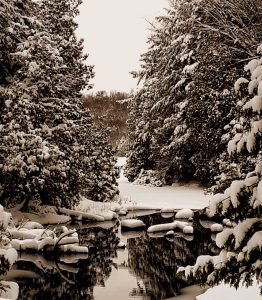 Nature hivernale - Annie Leroux