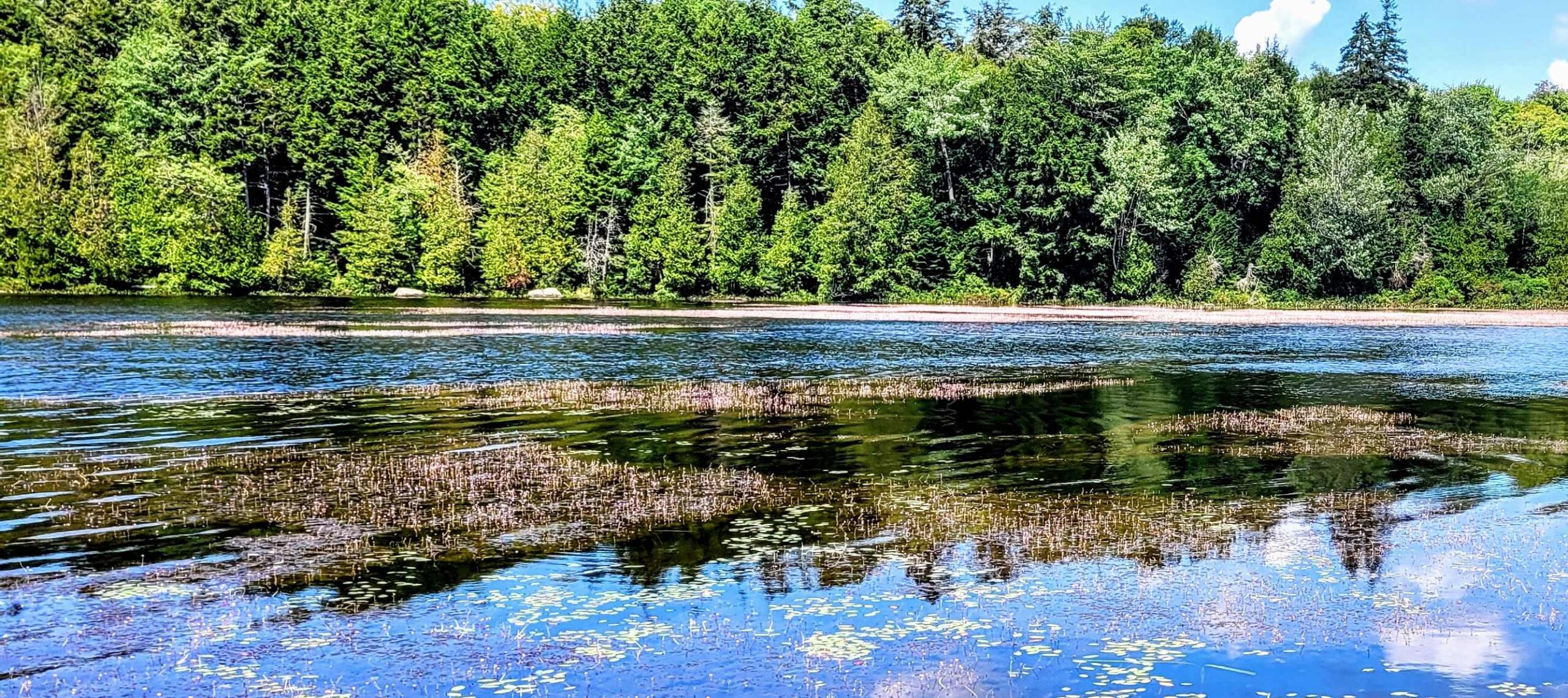 L’Utriculaire Pourpre de l’Est est une plante indigène carnivore qui prospère dans le lac Black. Comment explique-t-on çà?